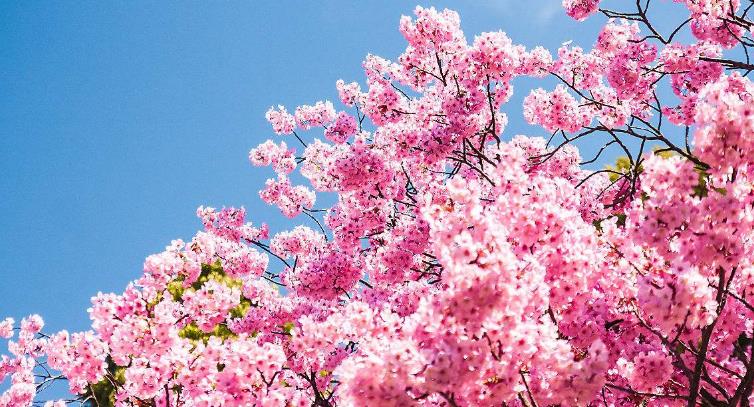 四月重庆赏花攻略请收好