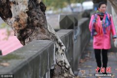 重庆“树坚强”被坚石穿胸而过屹立不倒