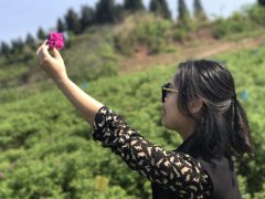 第三届潼南玫瑰节浪漫开启 万亩玫瑰盛装迎客！　