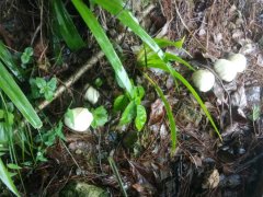 雨后野生蘑菇疯长 千万不要随意采摘食用