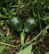 稀奇！重庆现“双胞胎”连体南瓜