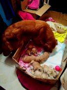 重庆现“最强狗妈” 12小时产10只狗宝宝