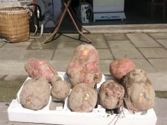 村民刨出八斤多重红苕王 路人：太吓人不敢吃