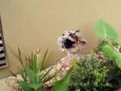 排烟管道要“拐弯” 在别人家卧室砸出大洞