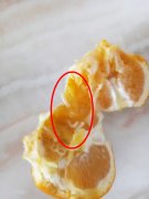 吃刚买的广柑剥开一看  竟有多只蛆虫蠕动