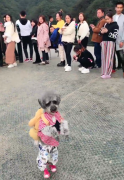 厉害了！泰迪犬挑战世界第一天空悬廊