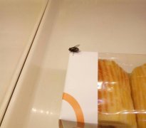 糕点包装盒上现大苍蝇  顾客内心很受伤