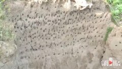 长江边来了群特殊的“客人” 数百只崖沙燕飞来筑巢