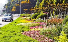 主干道“颜值”再升级 市民四季看花赏景