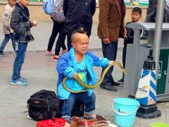 男子街头戏耍长蛇   举止亲昵引围观