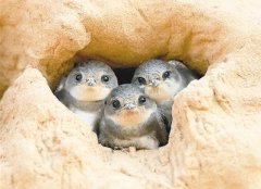 在城的那边江的那边   有一群燕精灵