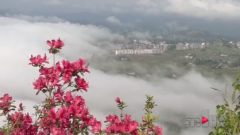 美！这样的梯田竟然藏在万州太安