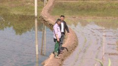 机插秧正流行 20亩稻田一天半种完