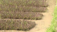 独特风景：彩色水稻即将打造梁平水田景观