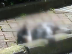 女司机撞狗后欲逃跑：完全不是我的责任