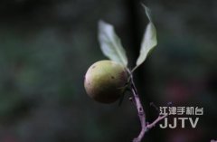 消失80年的植物出现了  四面山景区发现川柿