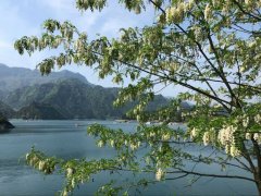 小南海槐花盛开 赏花观湖两相宜