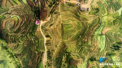 航拍重庆美丽乡村宜居乡万亩茶园入画来