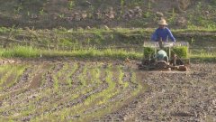 农民忙插秧 方式大不同
