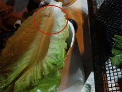吃宵夜发现生菜上有虫  店家却称太忙了