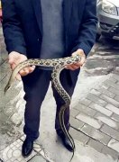 胆儿大！男子街头与蛇亲密接触看呆路人