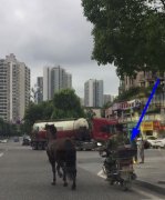 真宝马？男子一边骑车一片牵着骏马在公路上前行