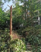 重庆现会“流血”的行道树  树皮周围的一圈都是红色