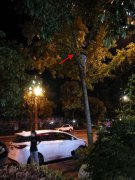 男子徒手爬上树数米高摘白果 全然不顾危险