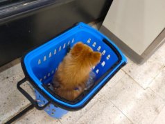 神操作！顾客竟将宠物狗放在超市购物篮里