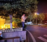 一对男女倒扣雨伞 边摇树枝边接桂花
