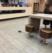食客看到快餐店内老鼠乱窜：差点吐了出来