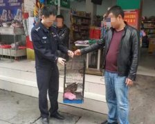 农户家中发现豹猫 偷鸡吃时被逮到