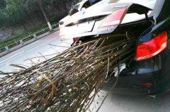 有钱任性！轿车后备箱塞满枯枝 车主：这车就是来做农业的