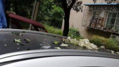 一棵大白菜从天而降 险把楼下车辆的车顶挡风玻璃砸出大窟窿