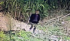 男子无视监控 光天化日偷走价值3000元的昆明狼犬