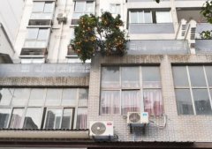 橘子树悬挂护栏垂在路边 硕大的橘子看着诱人却摇摇欲坠