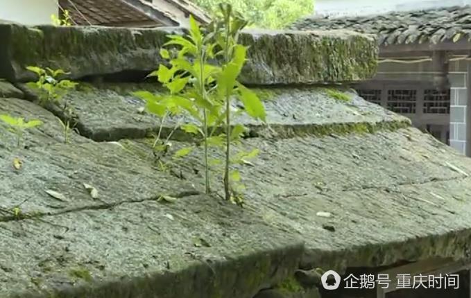重庆一公厕只给男士用 已保留150余年