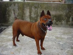 比大熊猫还稀少的纯种“重庆犬”谁要养？找他