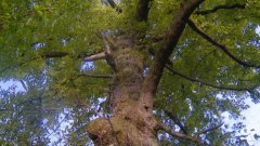 綦江数百年古枫香树 需五人合抱