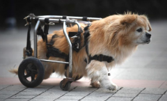 重庆街头“狗坚强” 半身残废靠轮椅行走