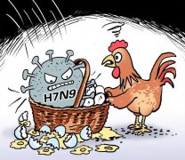 为防禽流感鸡鸭吃不得了？市卫计委：要煮熟煮透