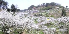 周末坐特需公交去九凤山赏梨花