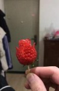 撒狗粮！重庆一男子把草莓做成“玫瑰花”送女友