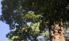 重庆现千年树王  底部空心可容纳10名成年人