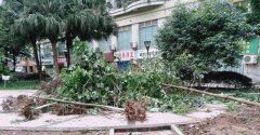 嫌小区绿化树挡光 这家公司一怒之下做了件冲动事