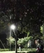 “熊孩子”贪玩爬树不听劝阻