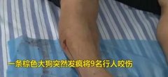 大狗发疯狂咬人 9人惨被咬