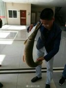 高校荷塘惊现“顶级毒鱼” 专家：吃了致命！