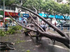 大树横倒路中央 新娘拖着婚纱雨中漫步