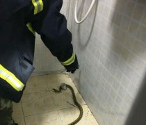 一条大蛇钻进家中  她吓得报警